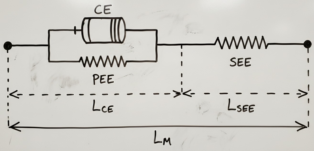 Hill-type muscle model circuit diagram